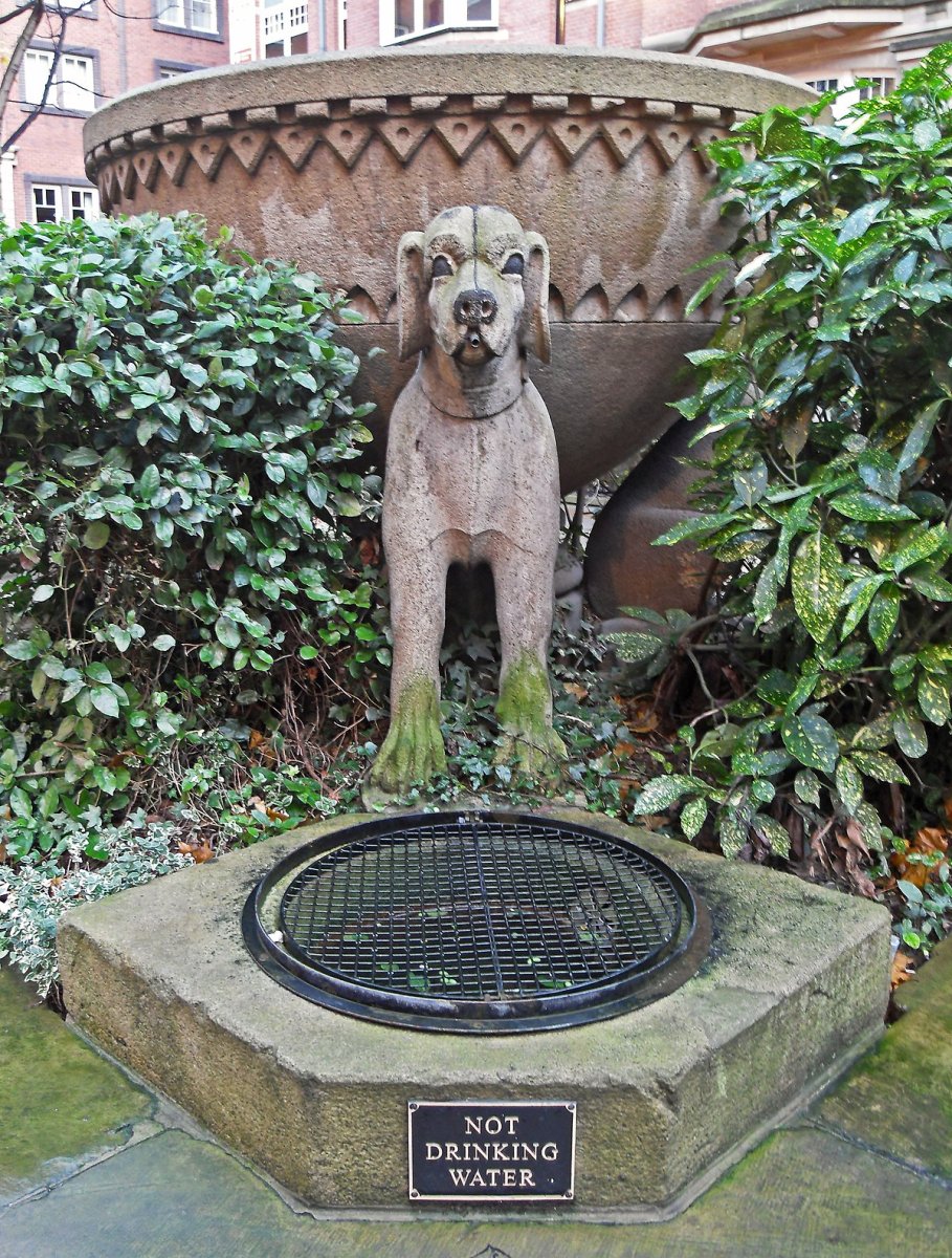 Веймаранер голубой