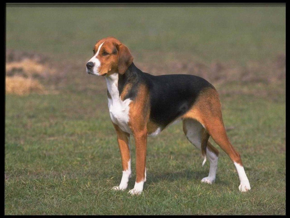 Эстетика собак корги