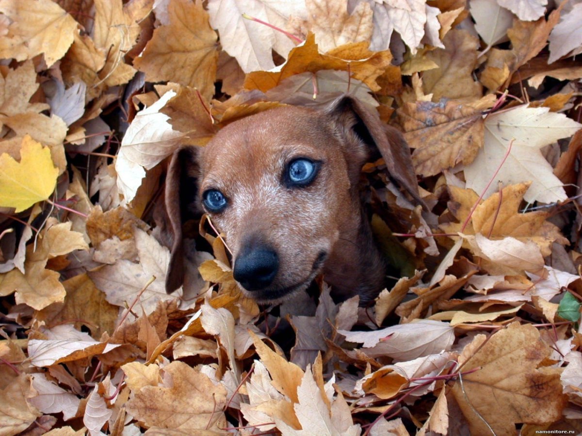 Порода собак Талбот