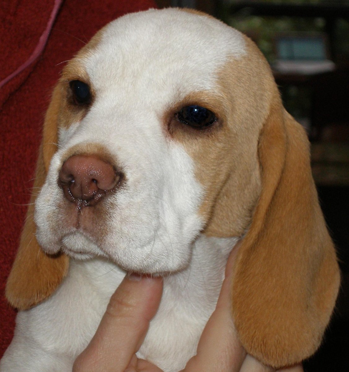 Харьер фоксхаунд