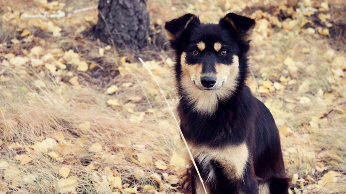 Красивые дворняги