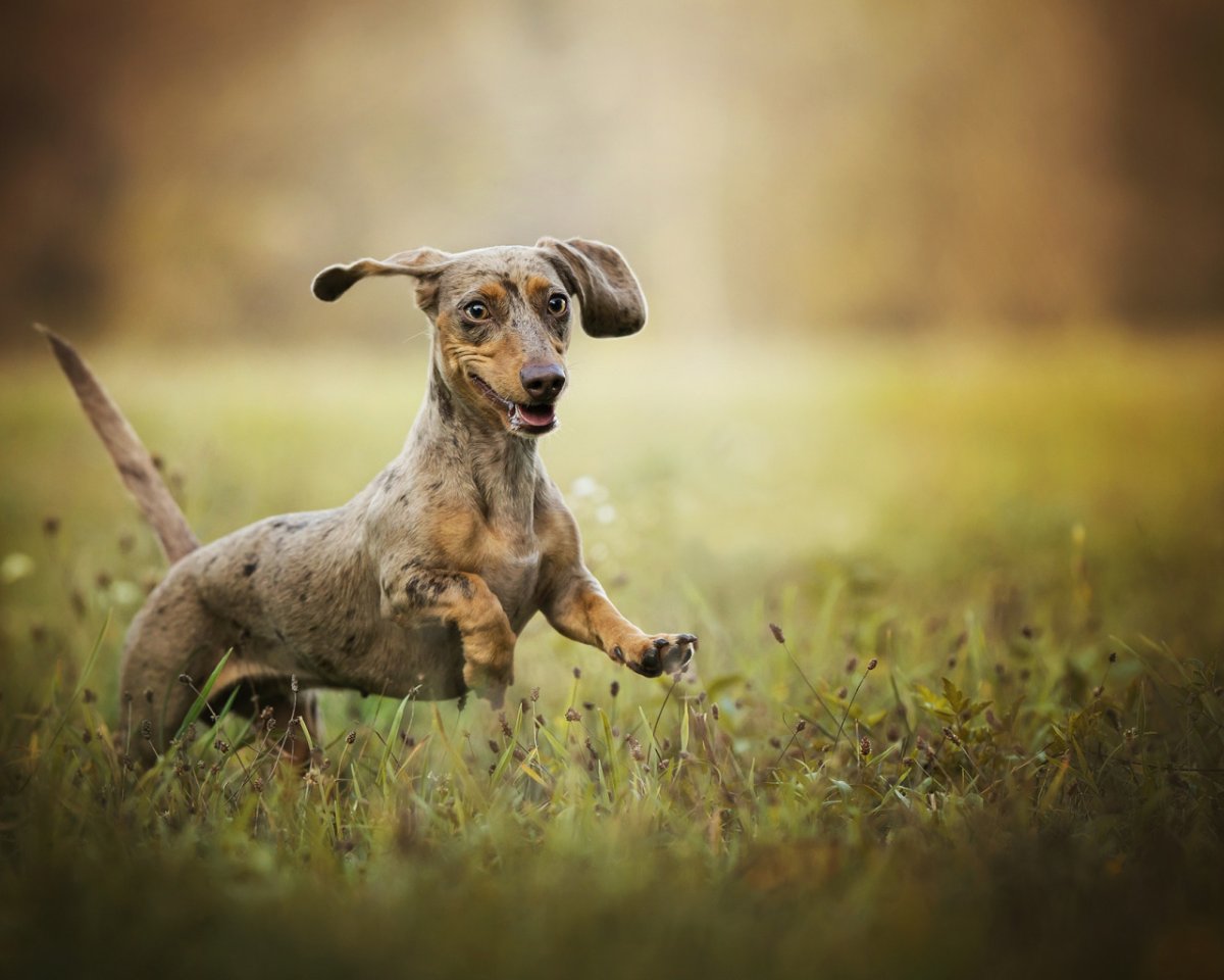 Порода собак кури вымершая