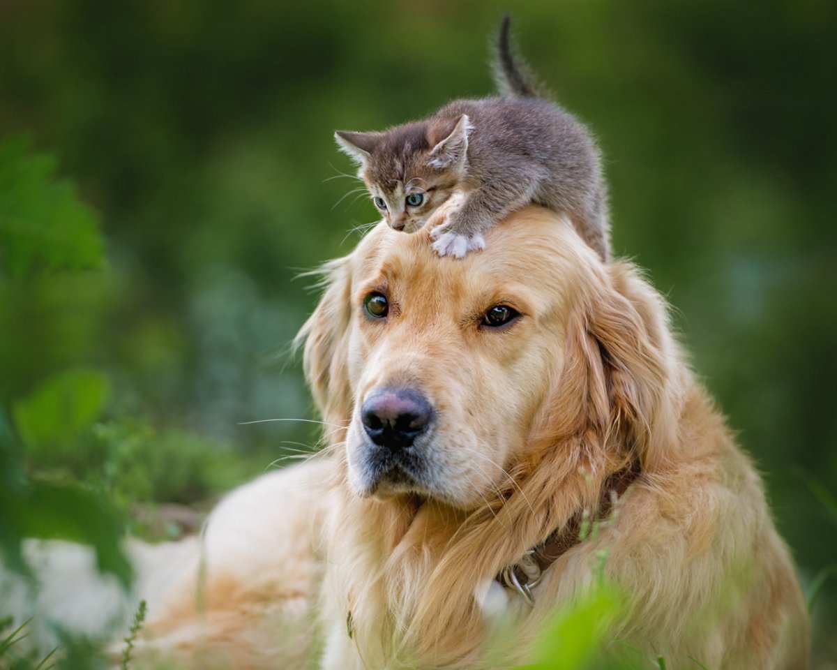 Живые щенки