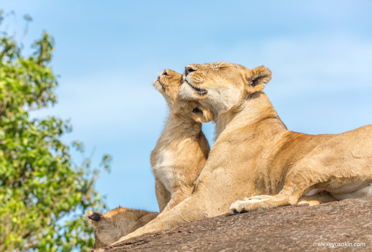 Львица и Львенок