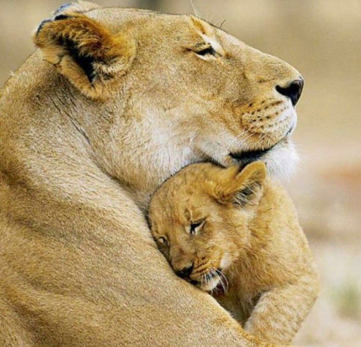 Саванна Прайд Львов