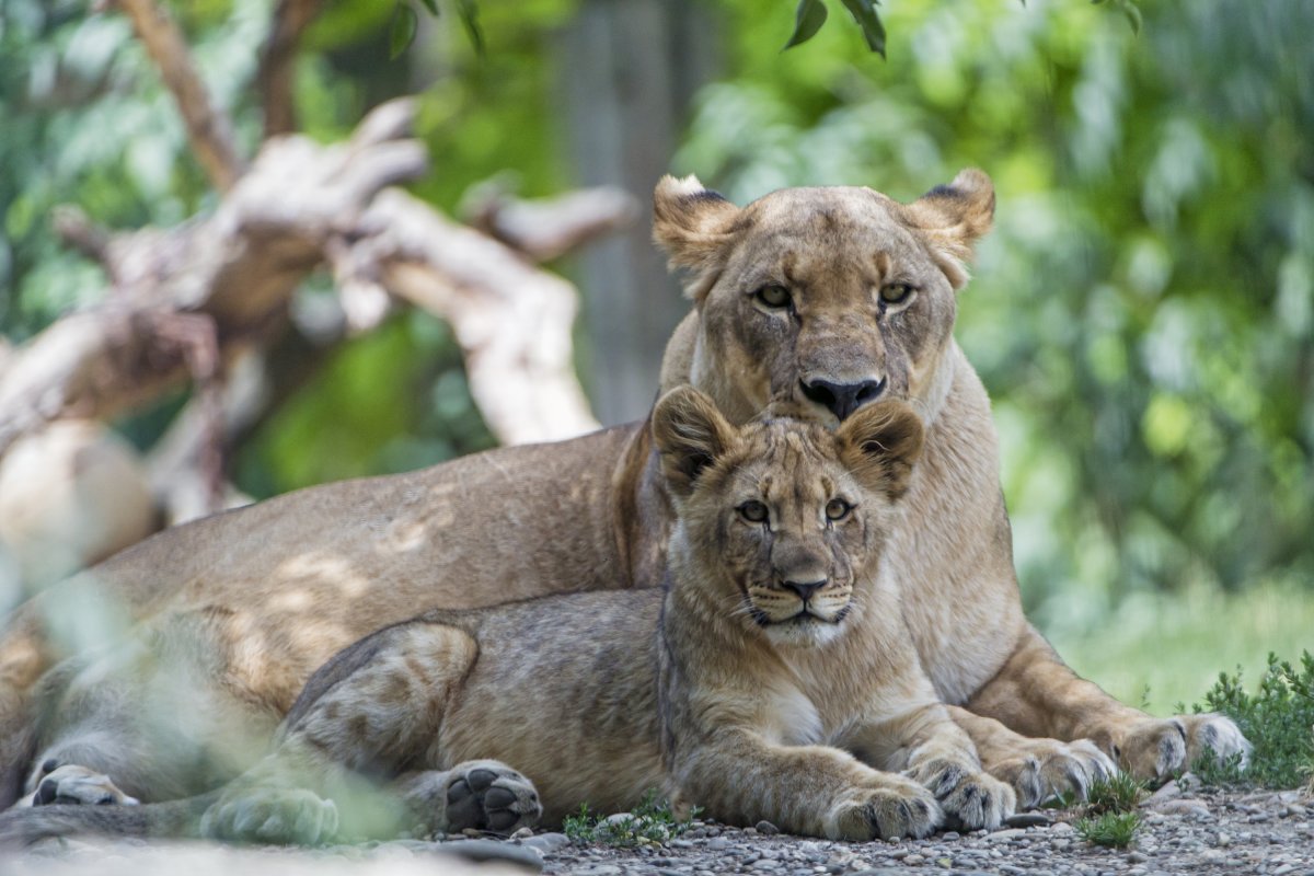 Милый Лев с львятами