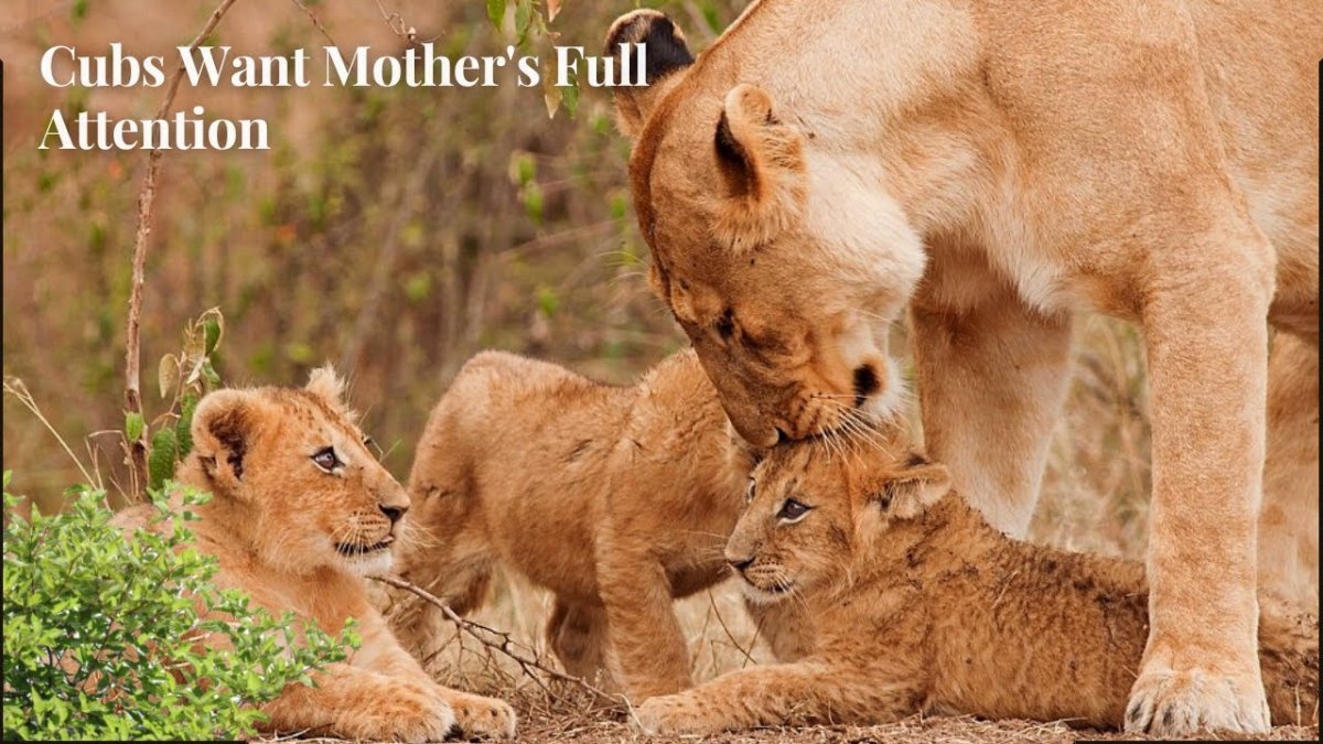 Лев львица и Львенок