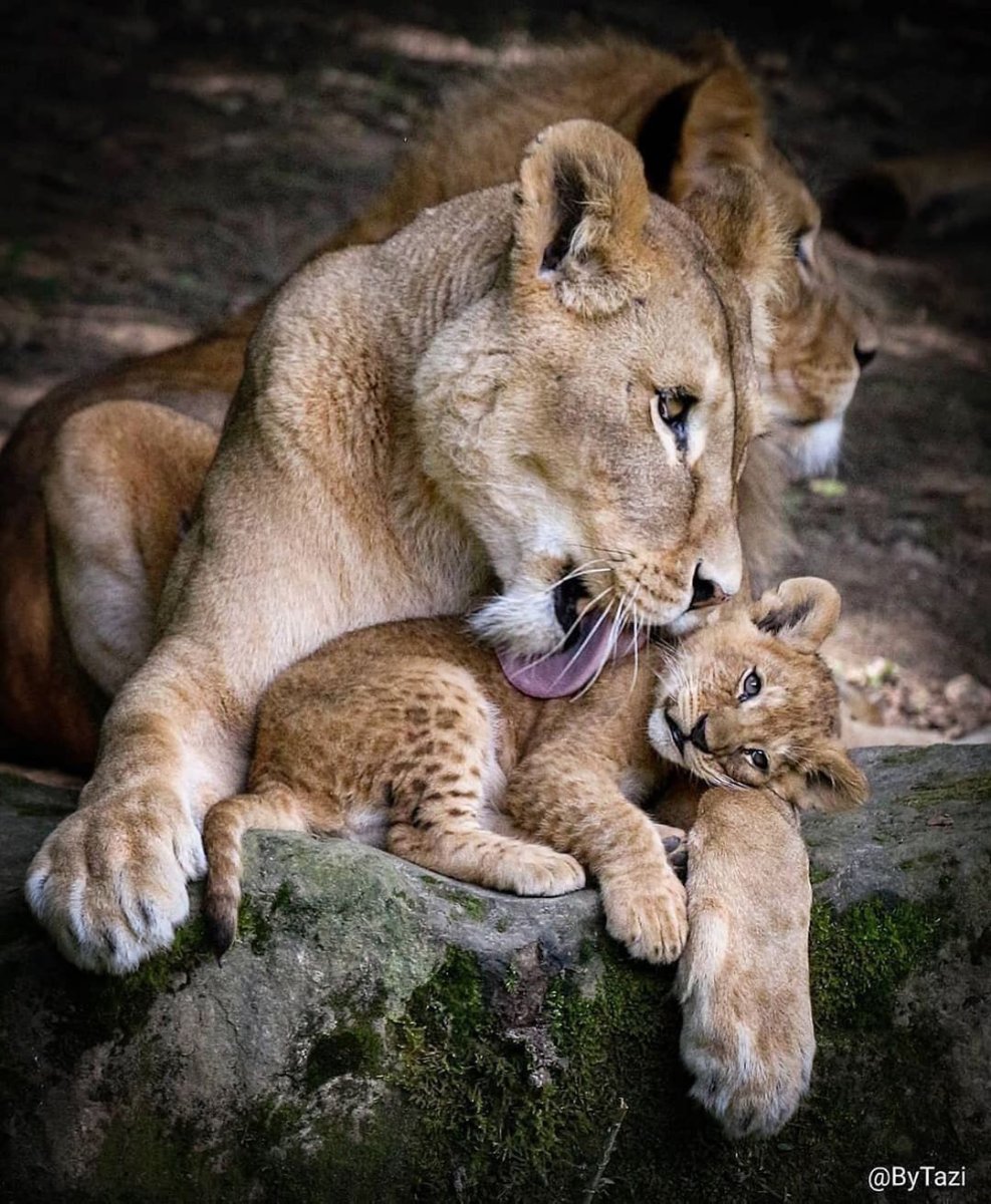 Красивые пары животных