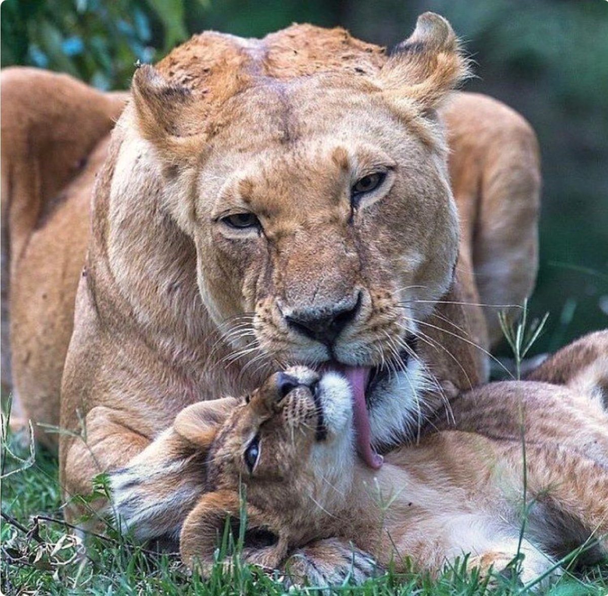 Лев львица и Львенок