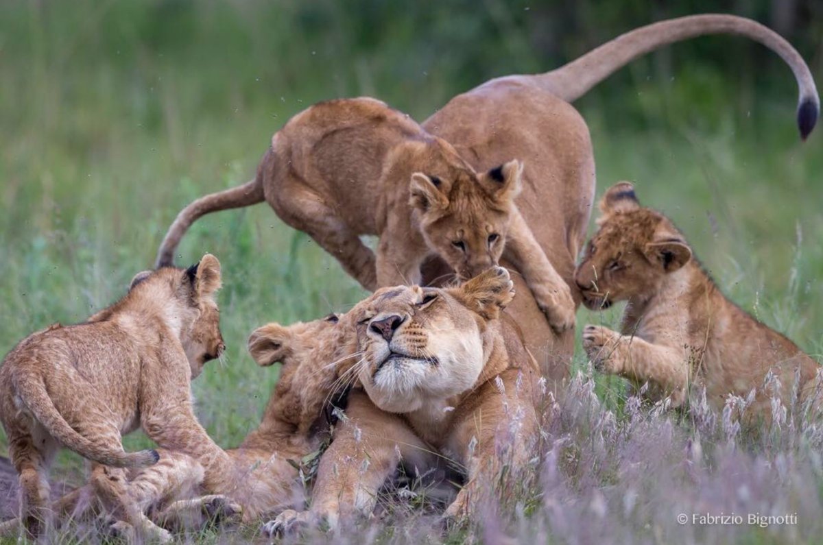 Лев львица и Львенок