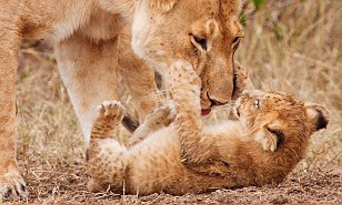 Львенок Эстетика