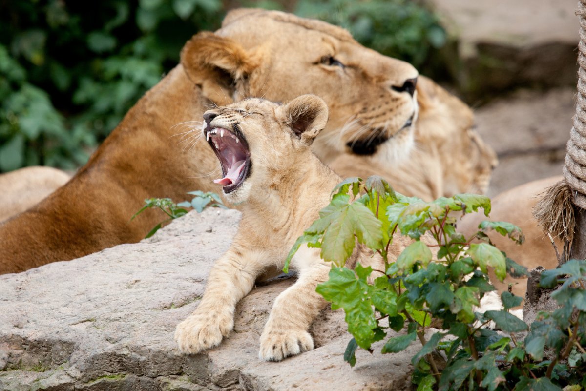 Животные и Детёныши