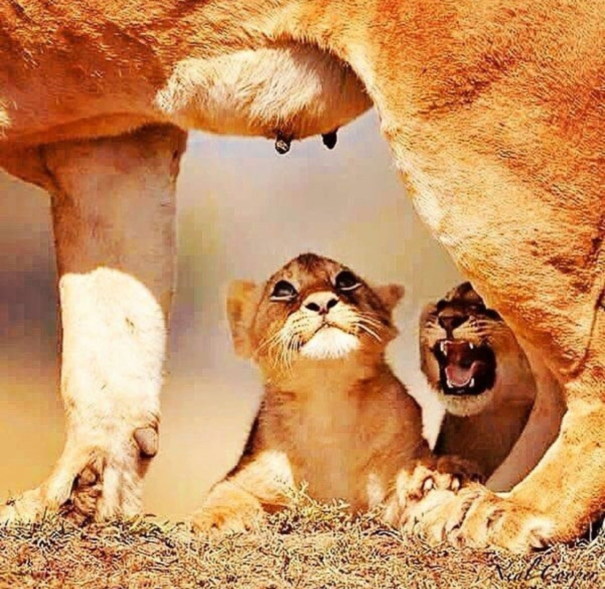 Львица с детенышем