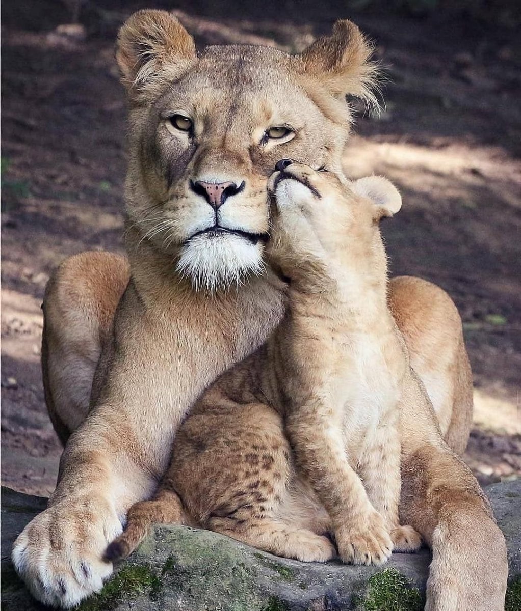 Животные желают доброго утра