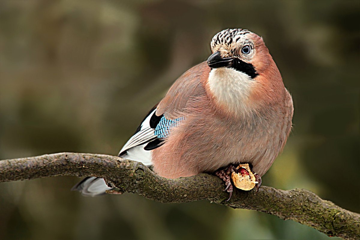 Сойка птица птенец