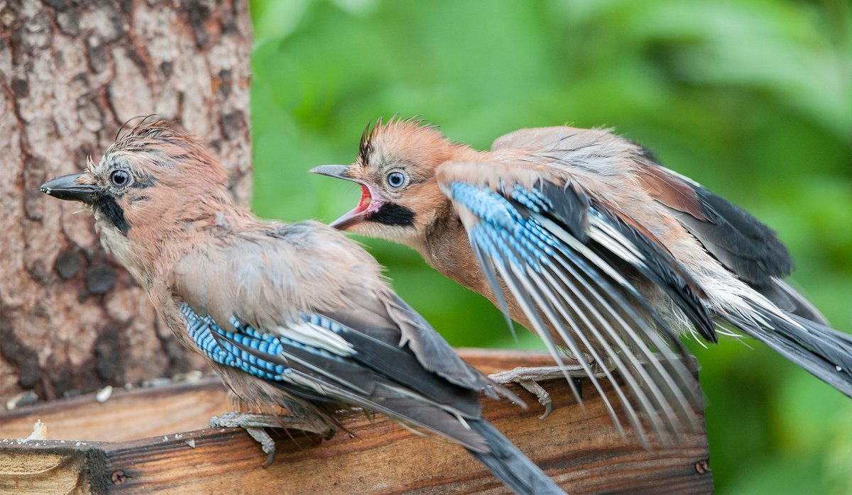 Гнездо сойки