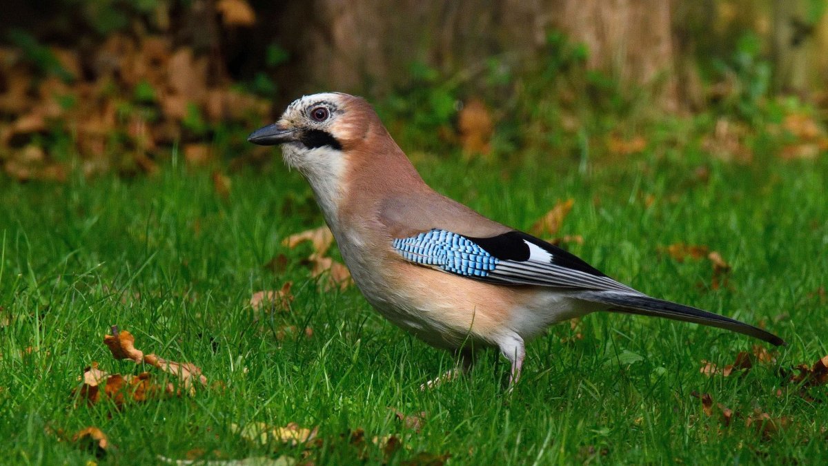 Сойка хохлатая птица