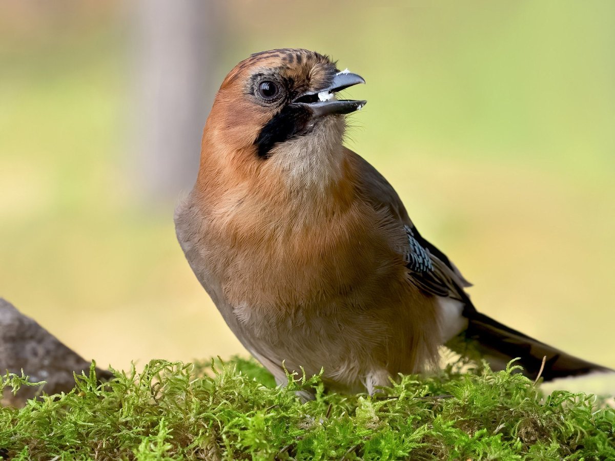 Птенец сойки
