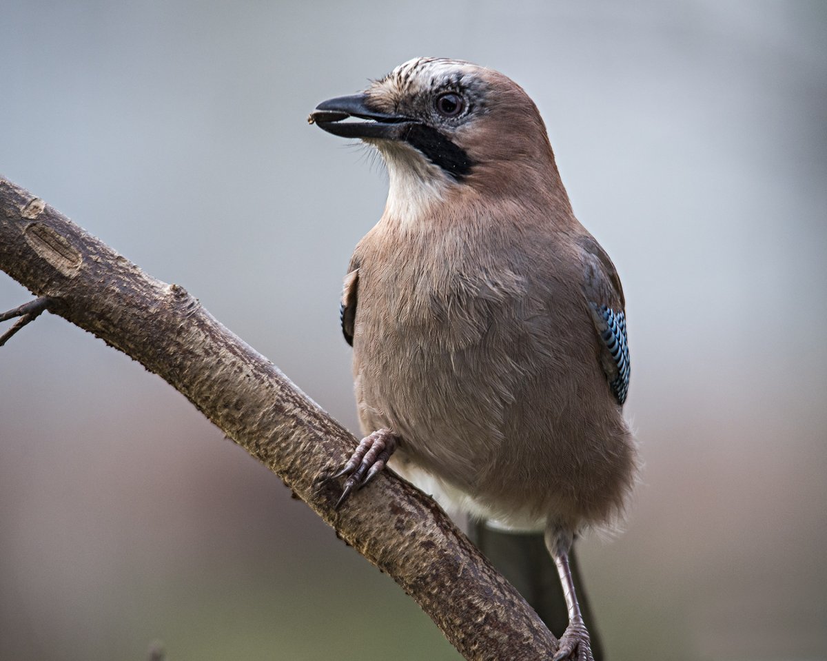 Птенец сойки