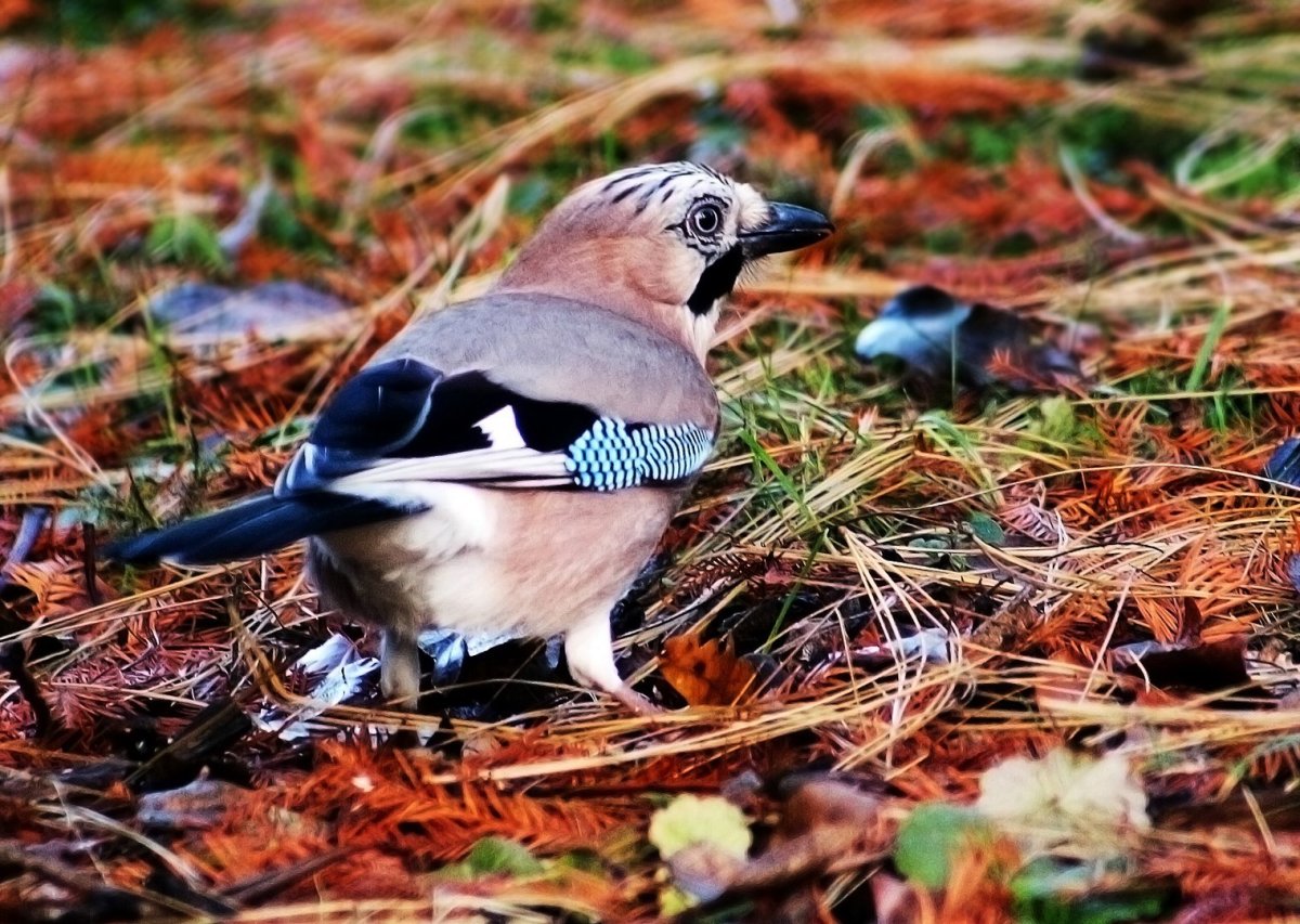 Vogel халаденык