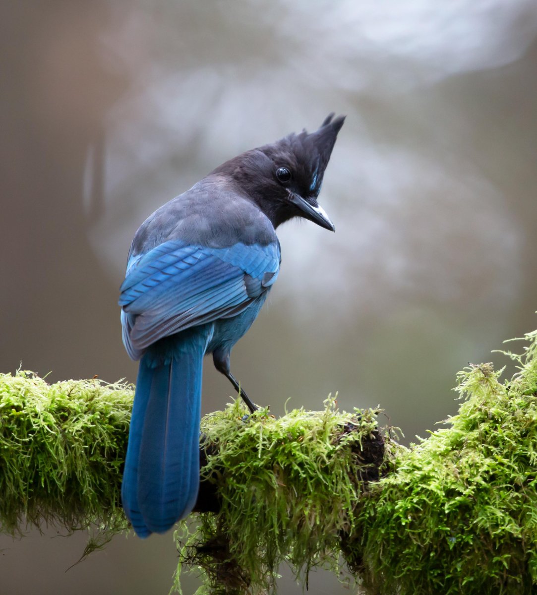 Сойка Кубанская