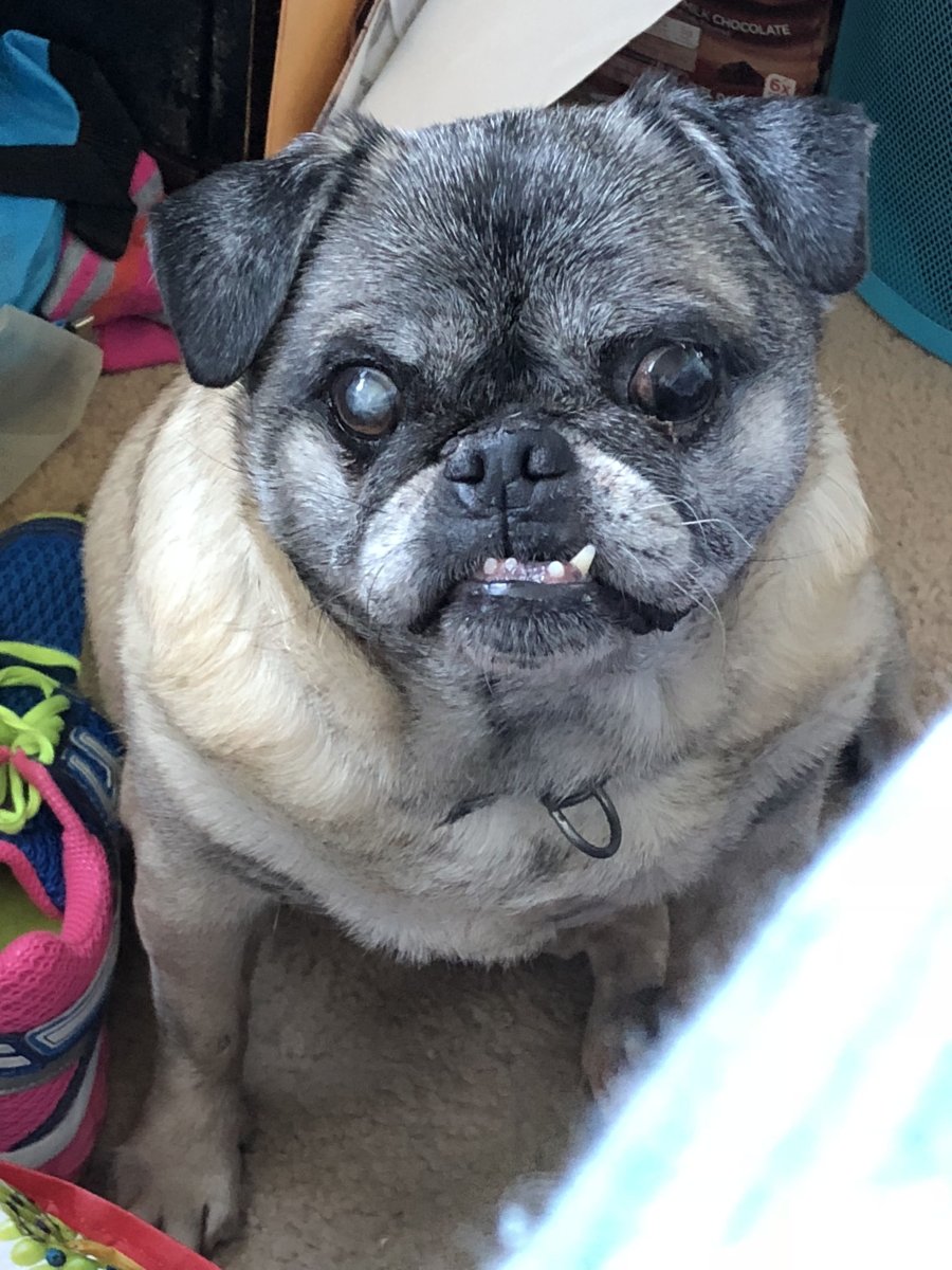 Метис МОПСА И пекинеса