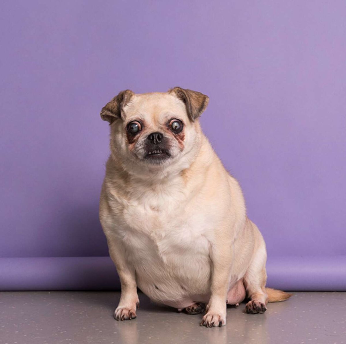 Помесь МОПСА И чихуахуа