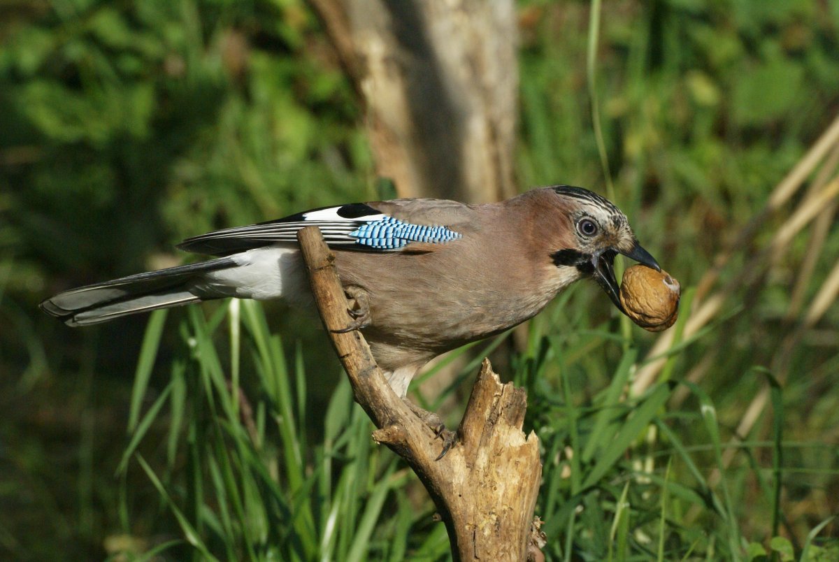 Сойка самка