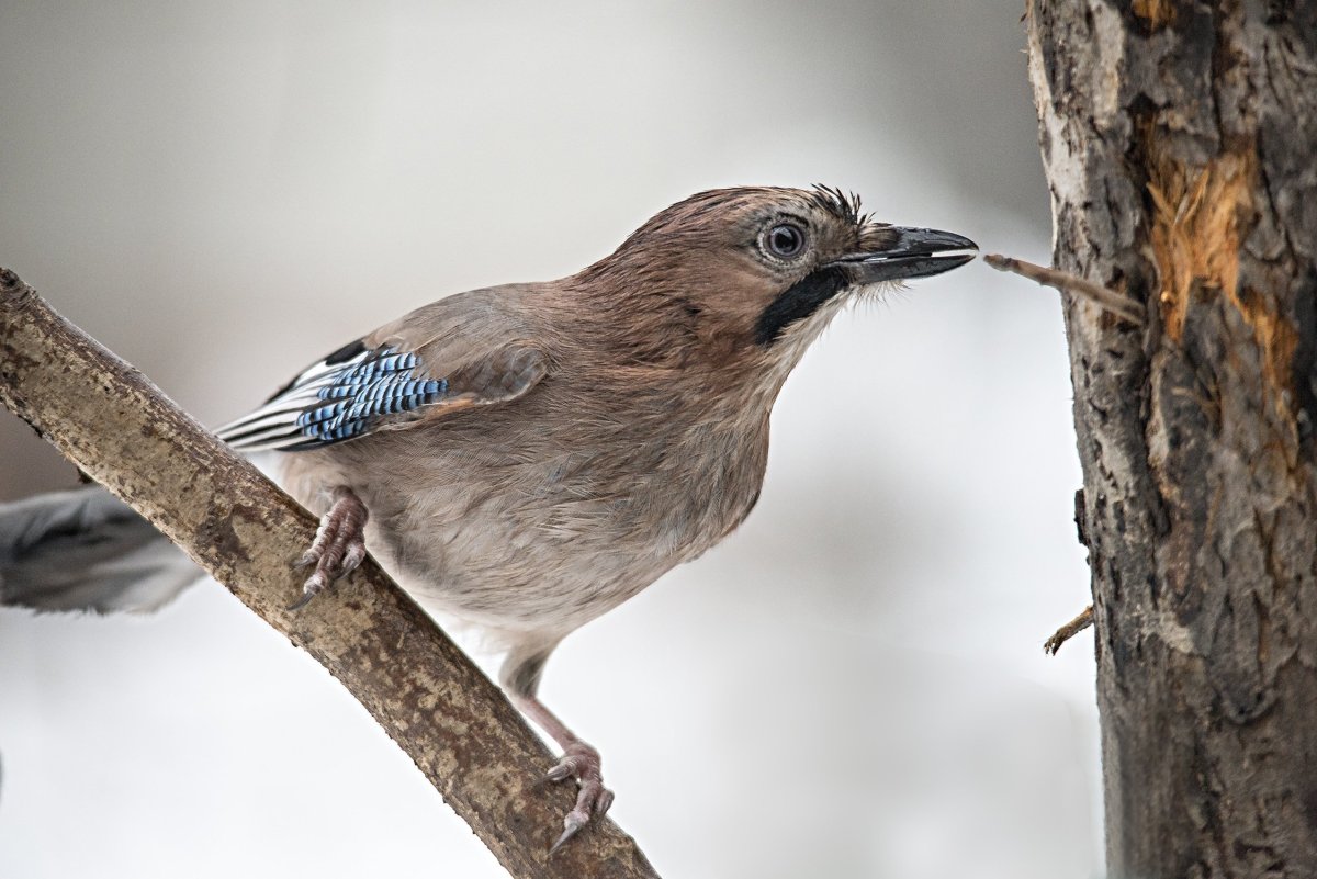 Сойка птенец слеток