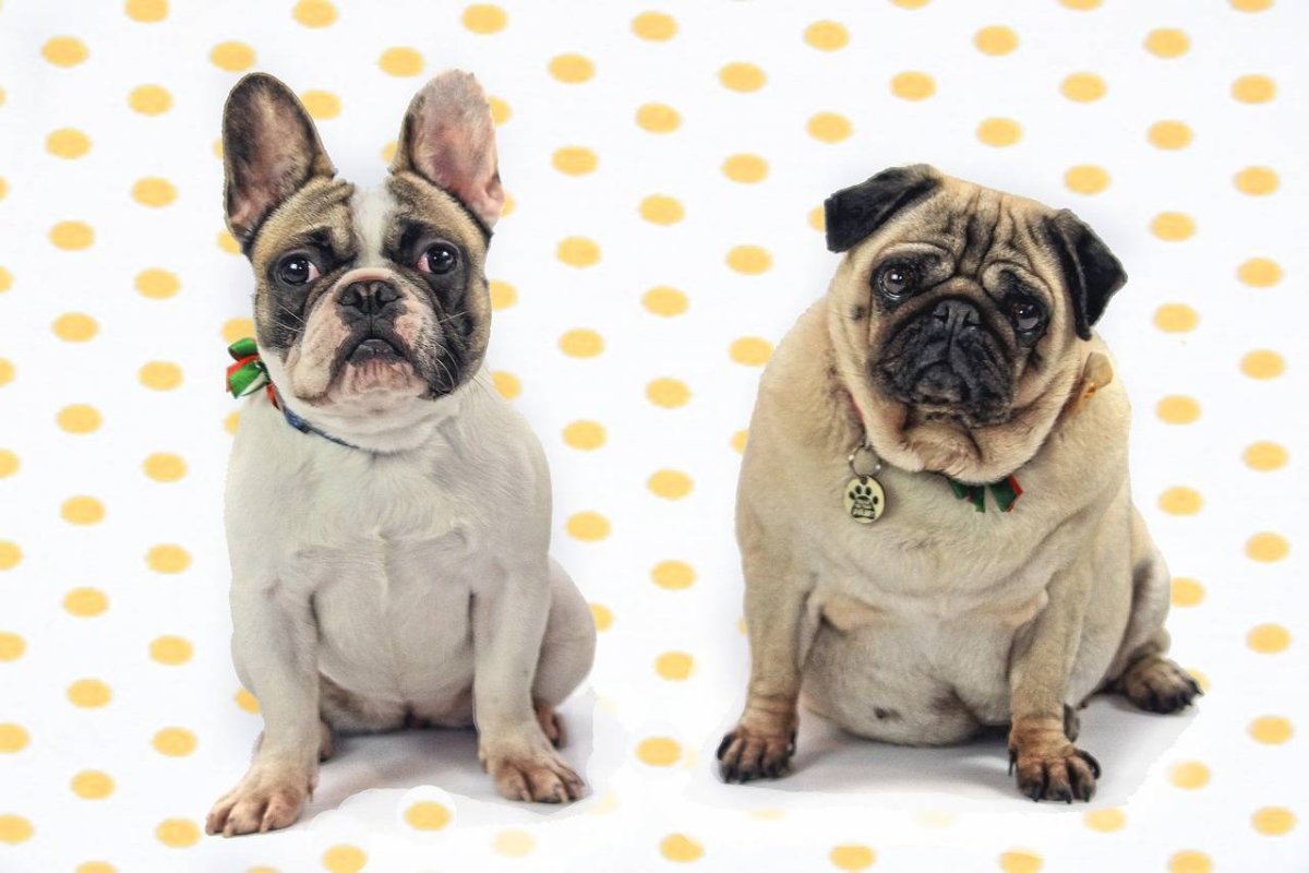 Французский бульдог и Мопс