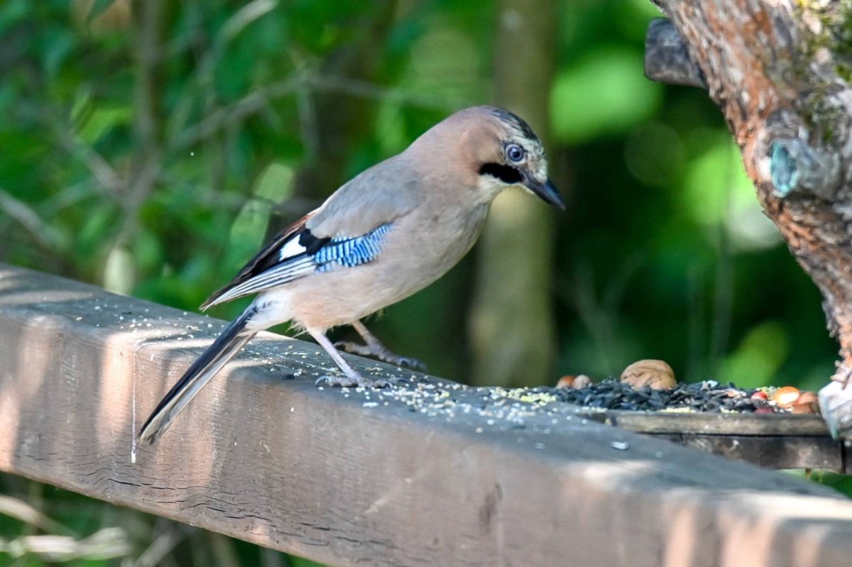 Лесная Сойка Карелия