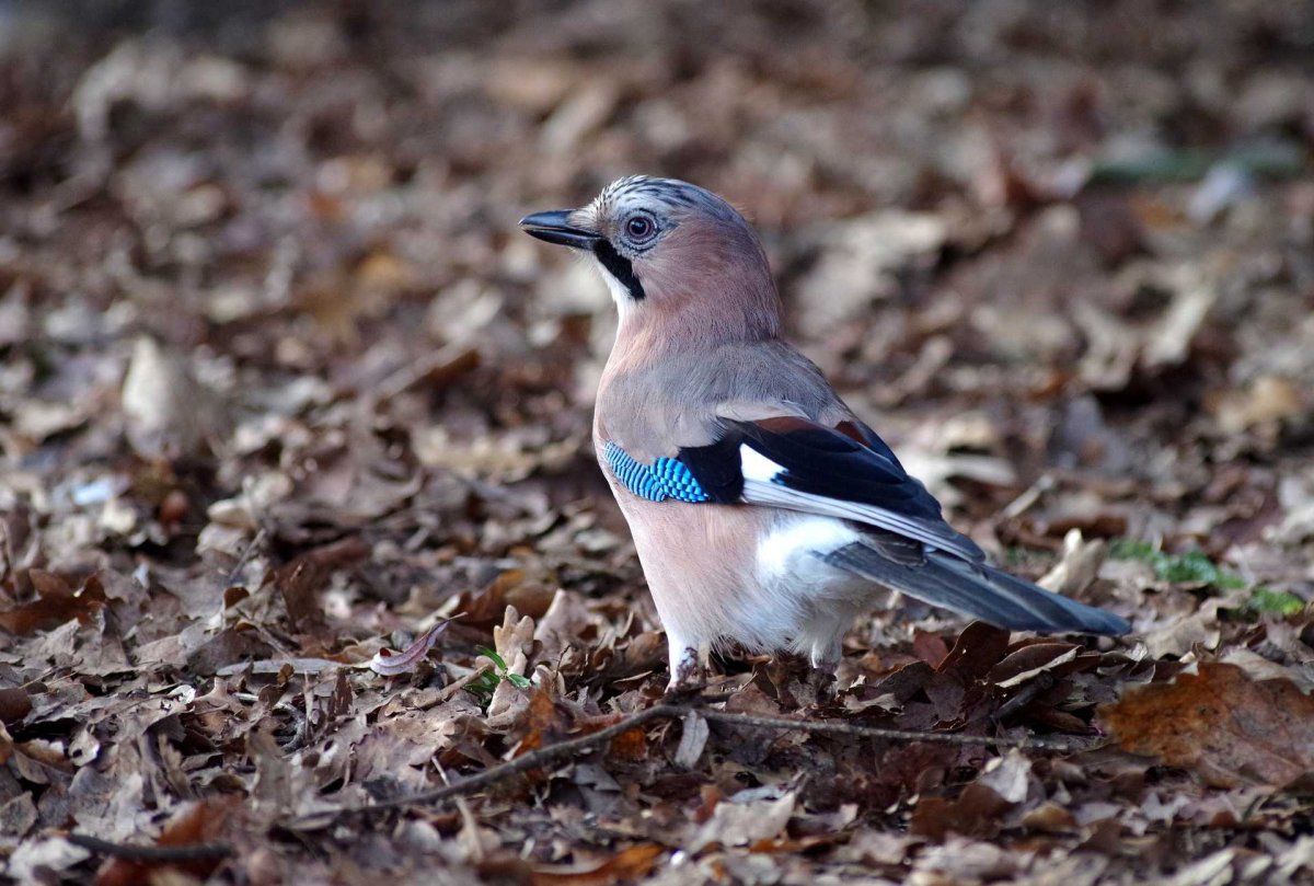 Сойка пересмешница птенец