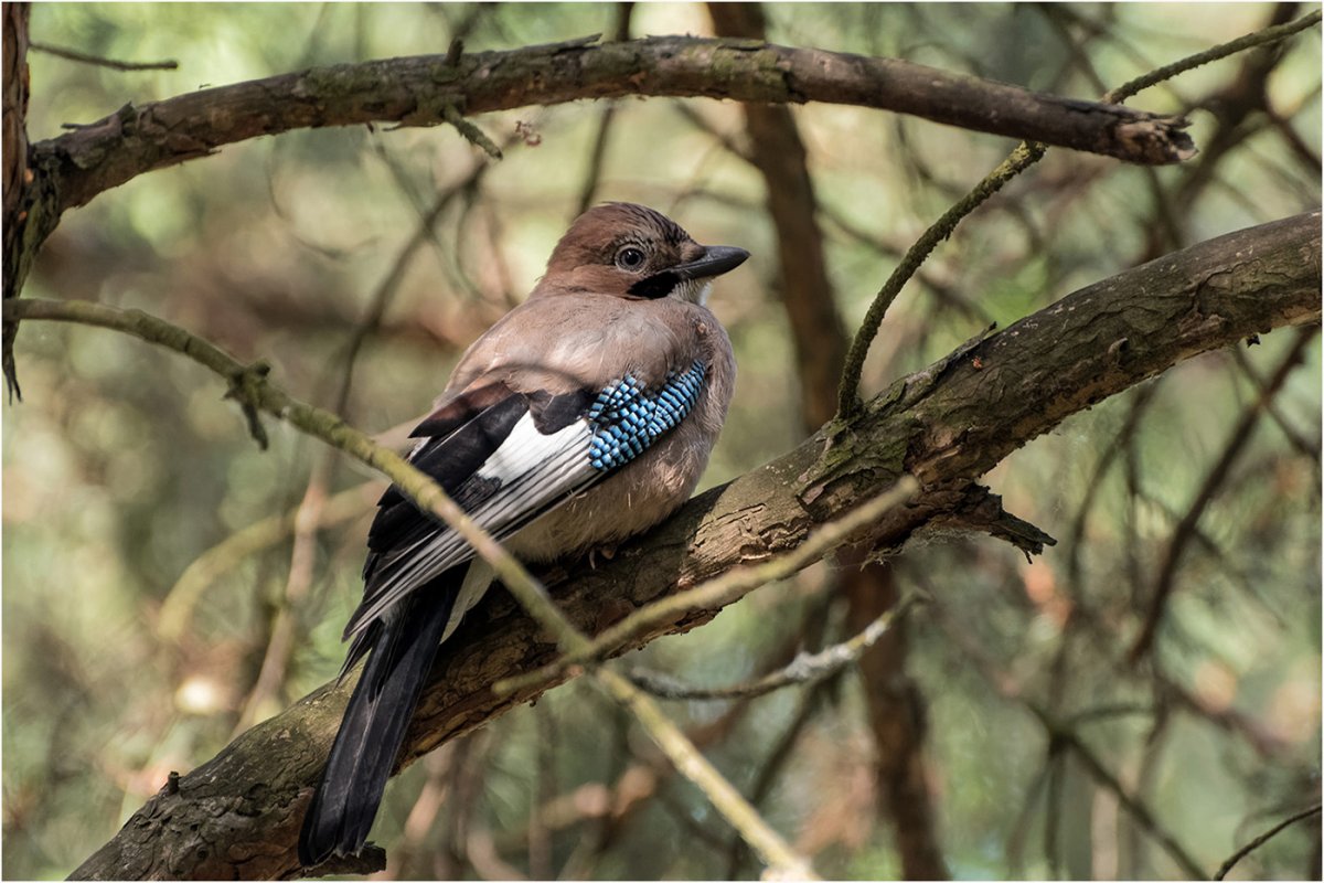 Слеток сойки