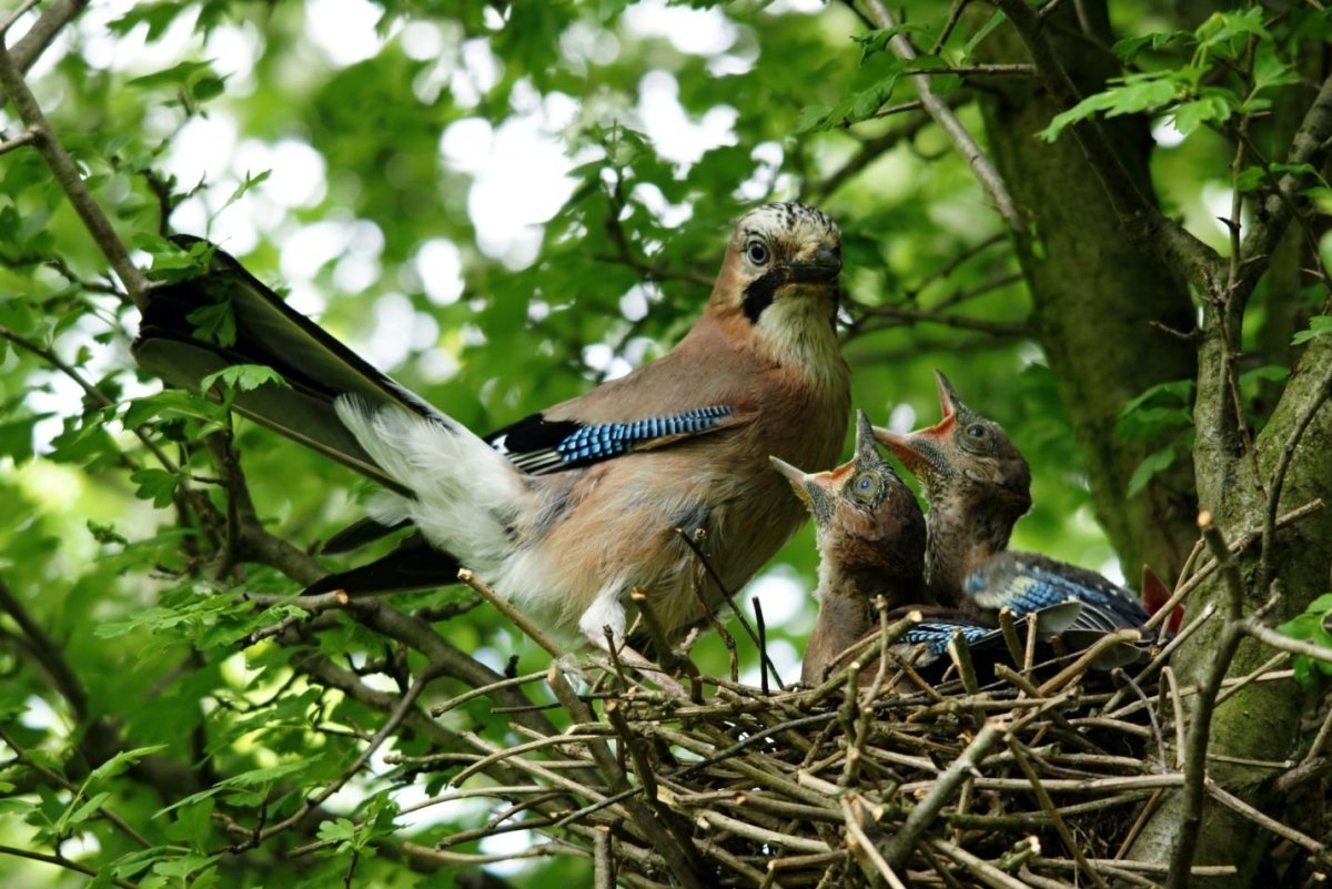 Сойка –garrulus glandarius l.