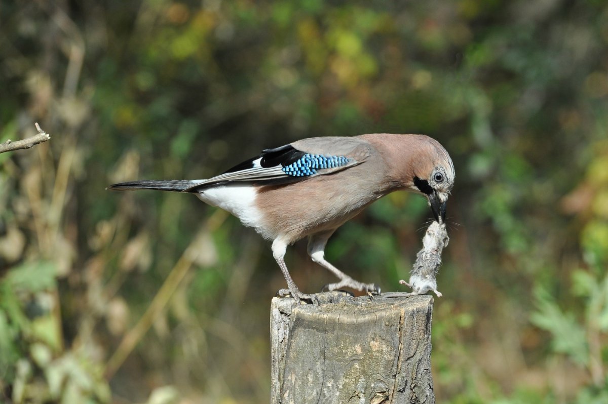 Птицы заповедника Брянский лес
