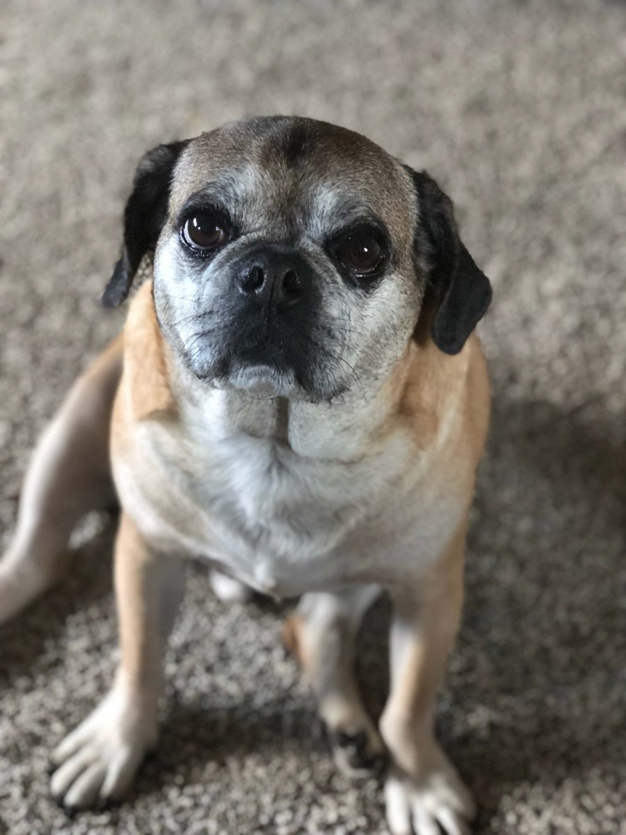 Мопс и Пекинес