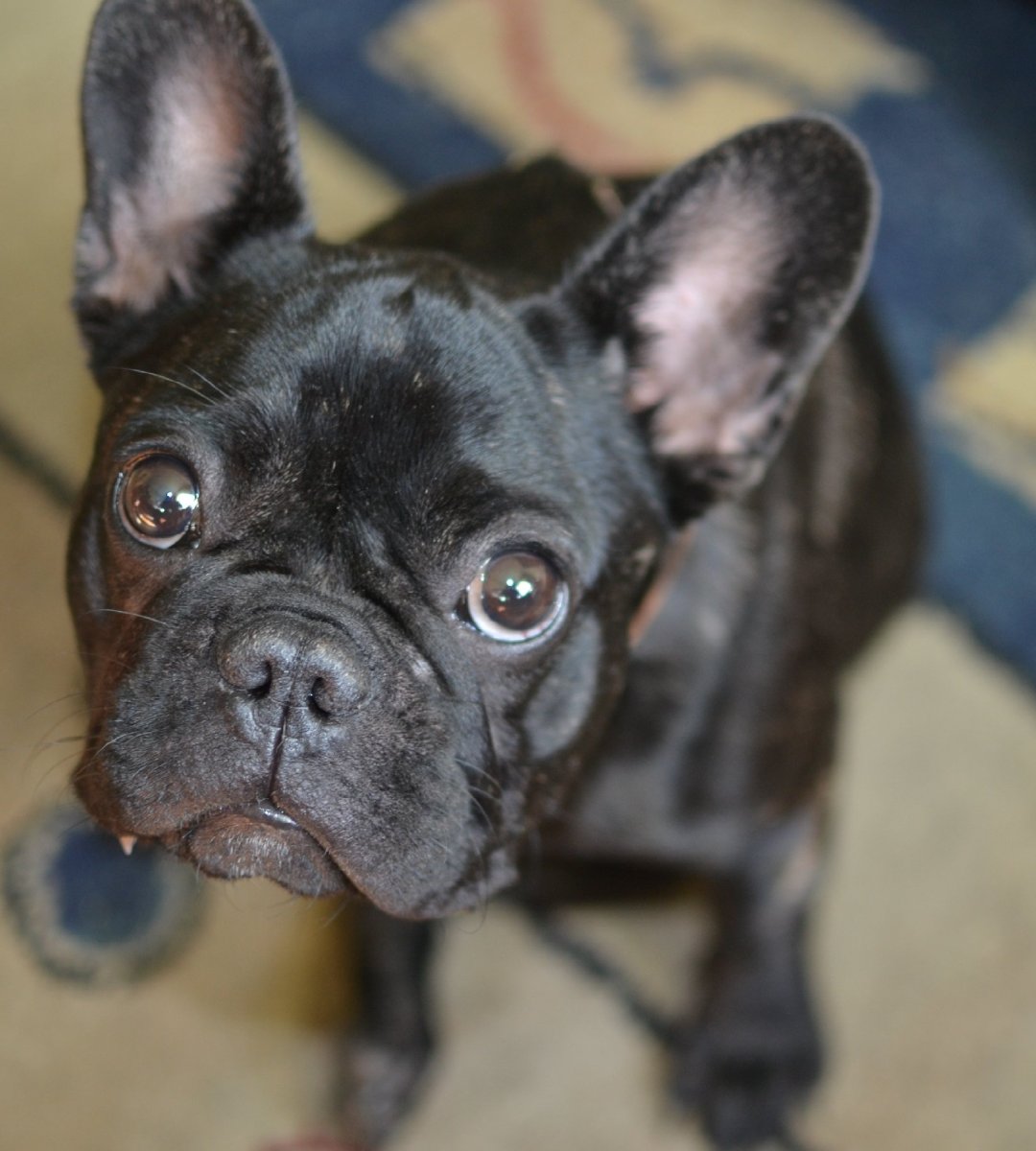 Помесь французского бульдога