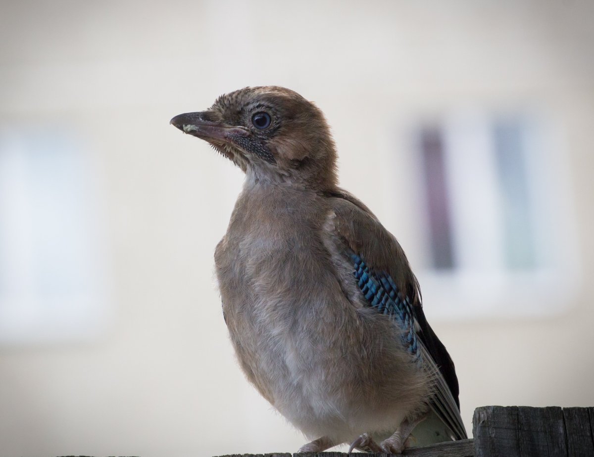 Сойка Крымская эндемик Крыма