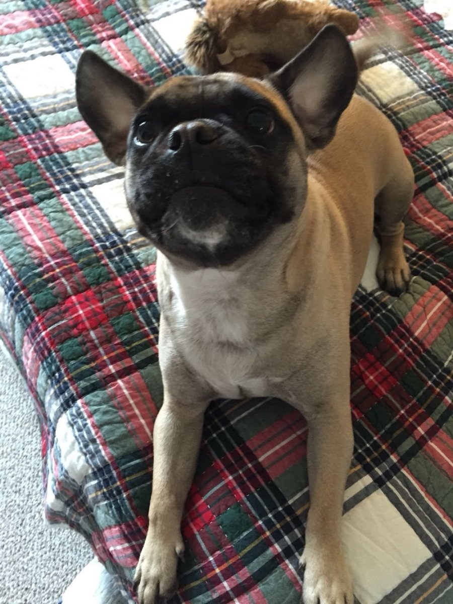 Метис МОПСА И французского бульдога