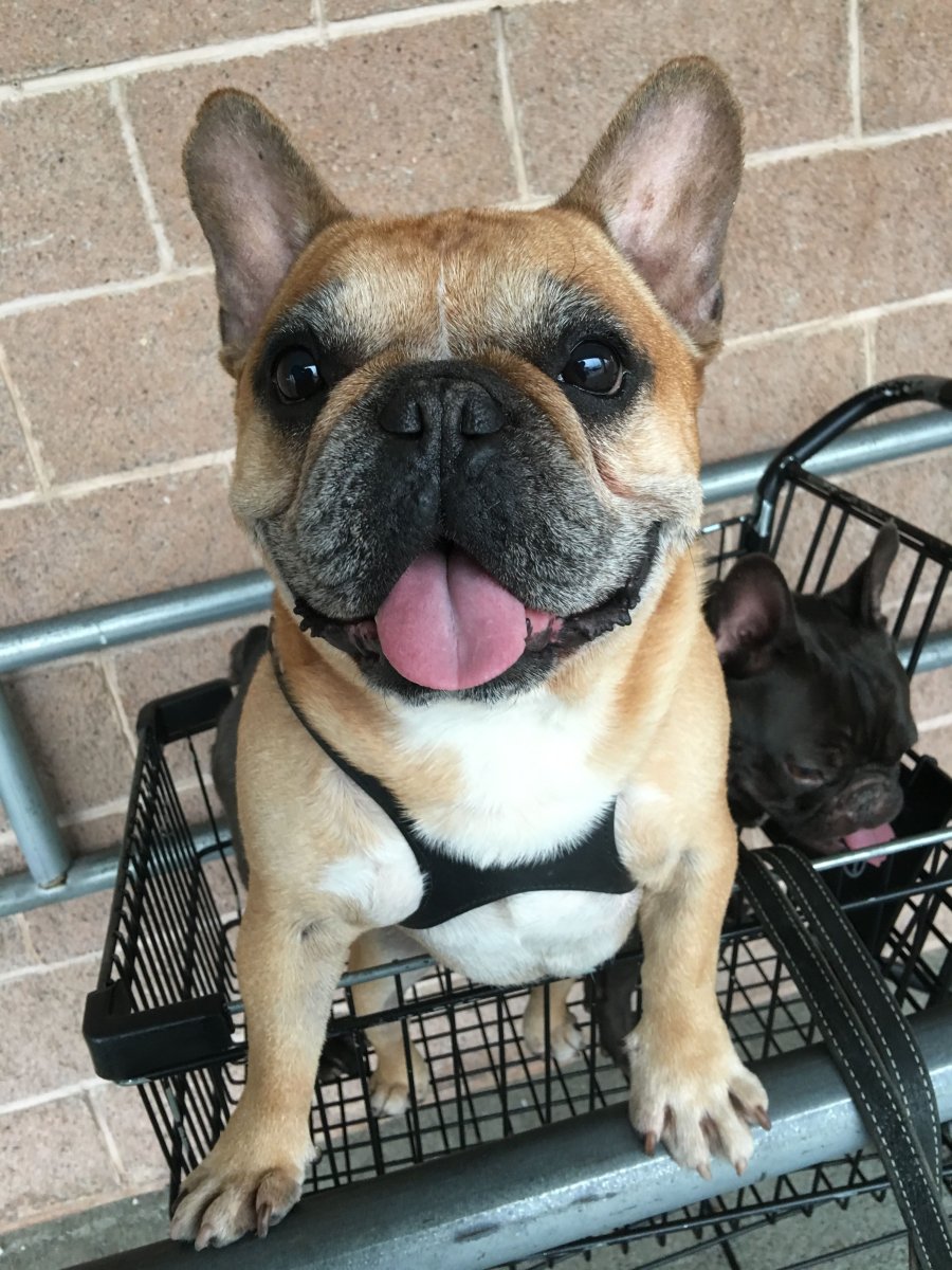 Старый Мопс французский бульдог