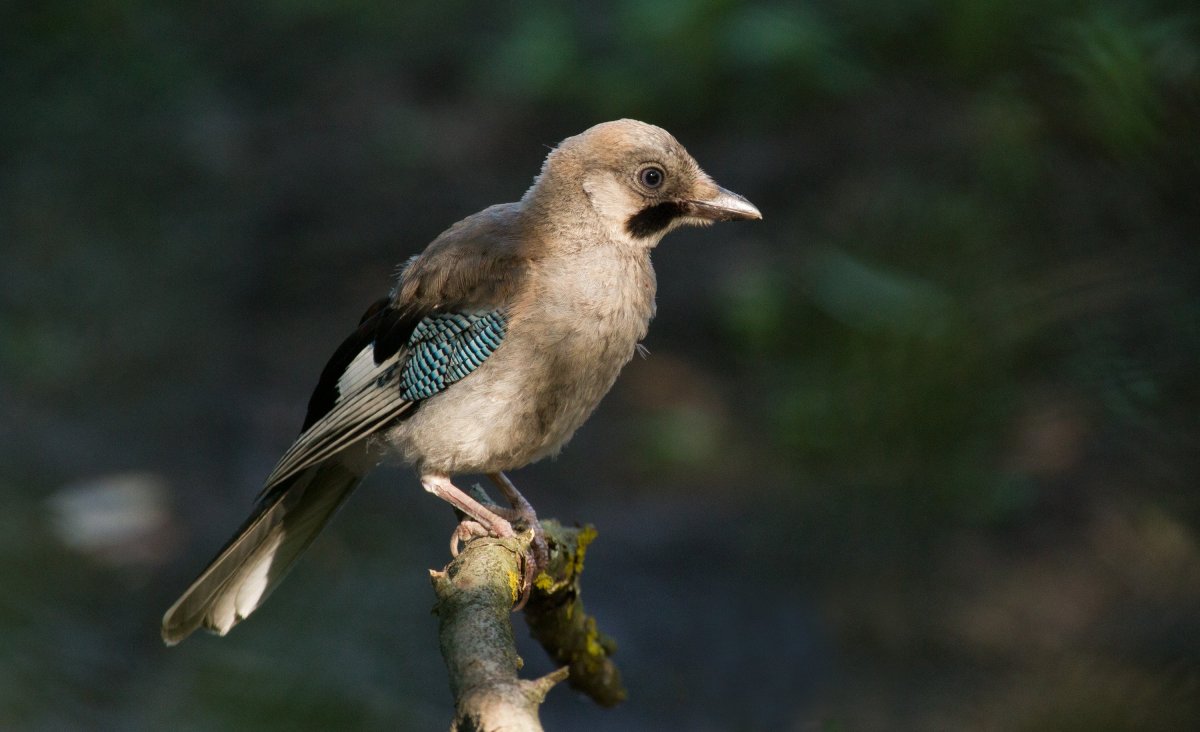 Птенец сойки