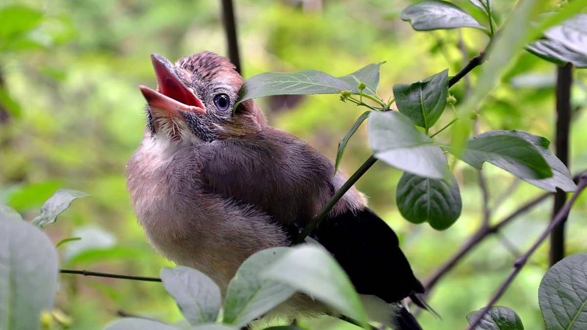 Сойка обыкновенная на гнезде