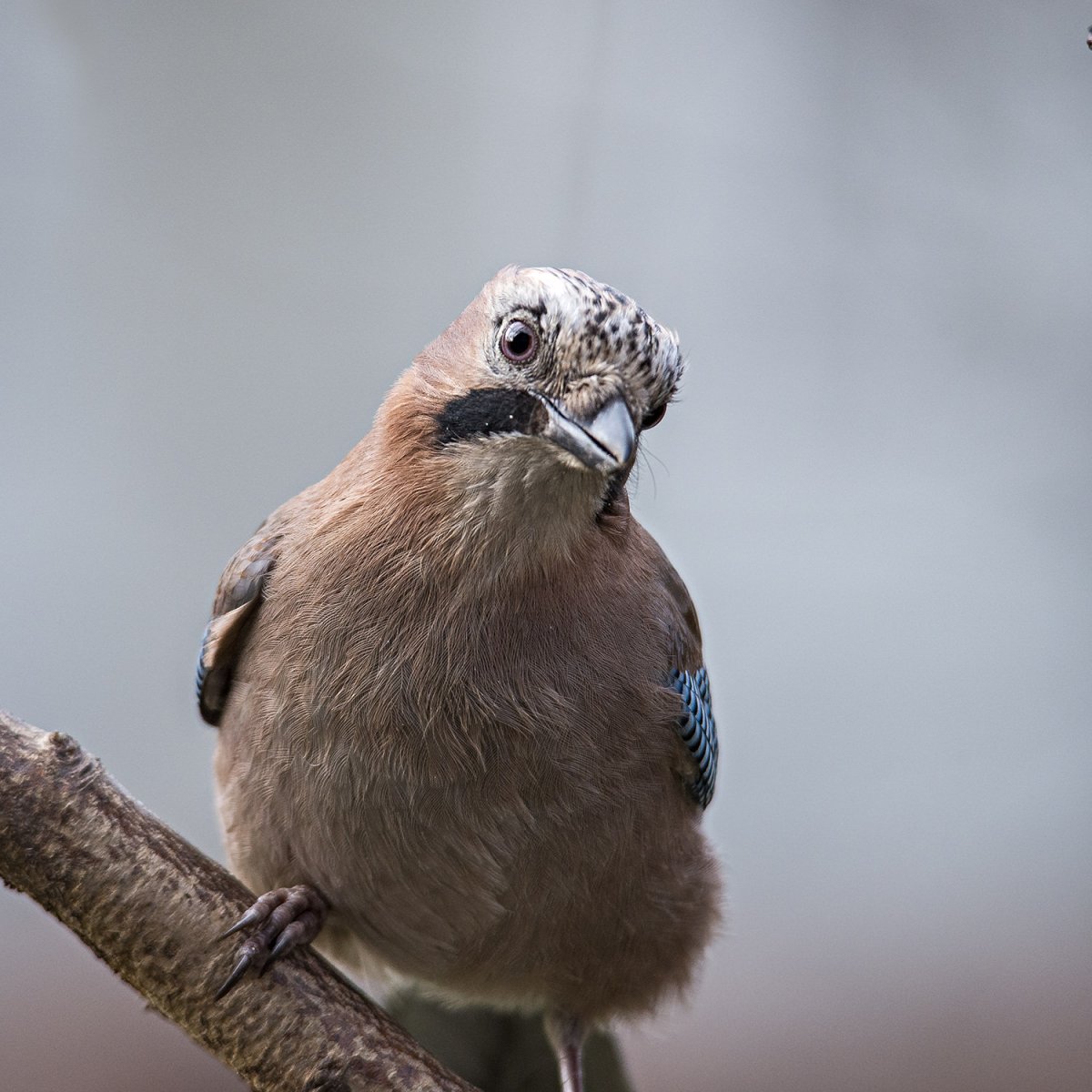 Сойка Крымская эндемик Крыма