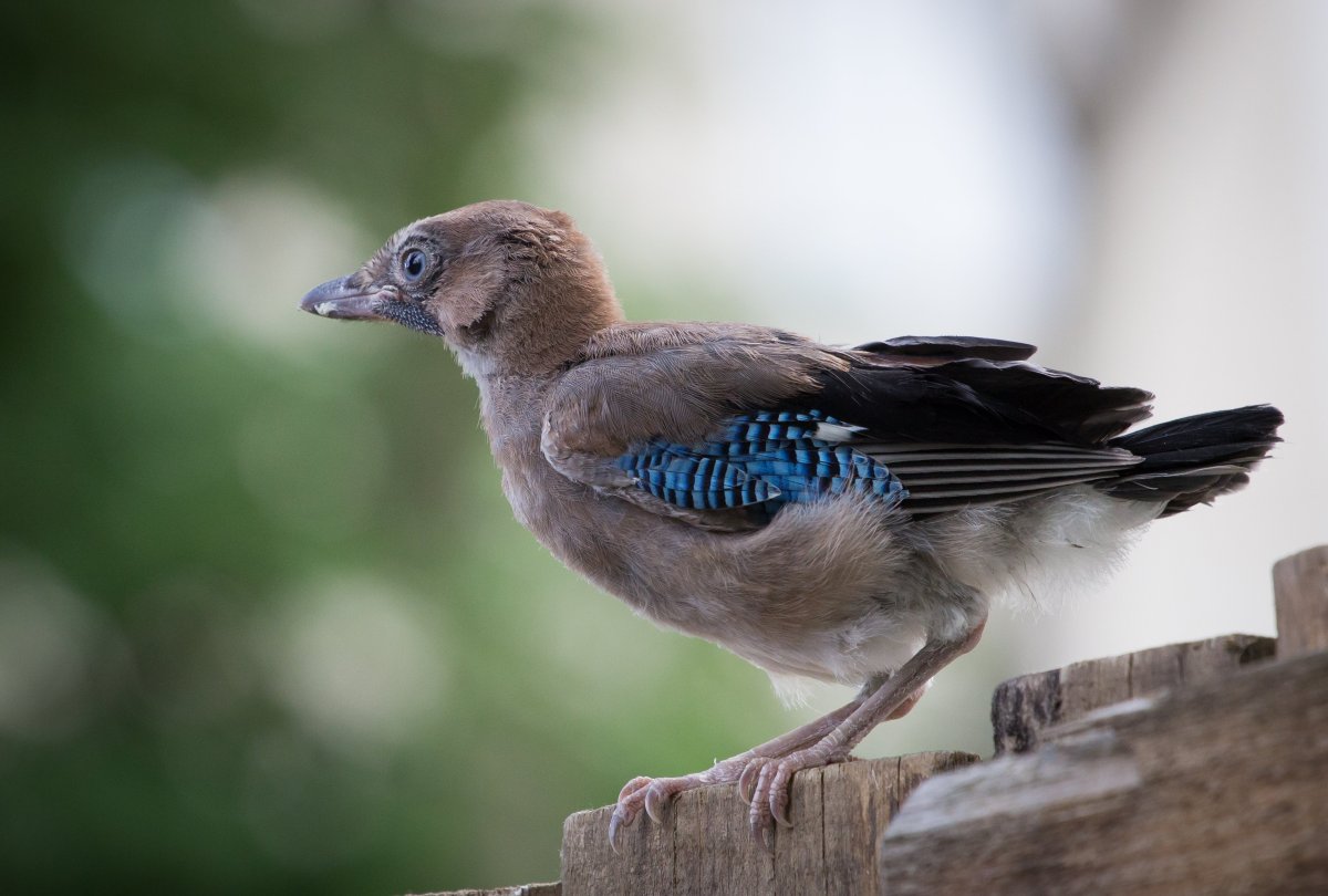Слеток сойки