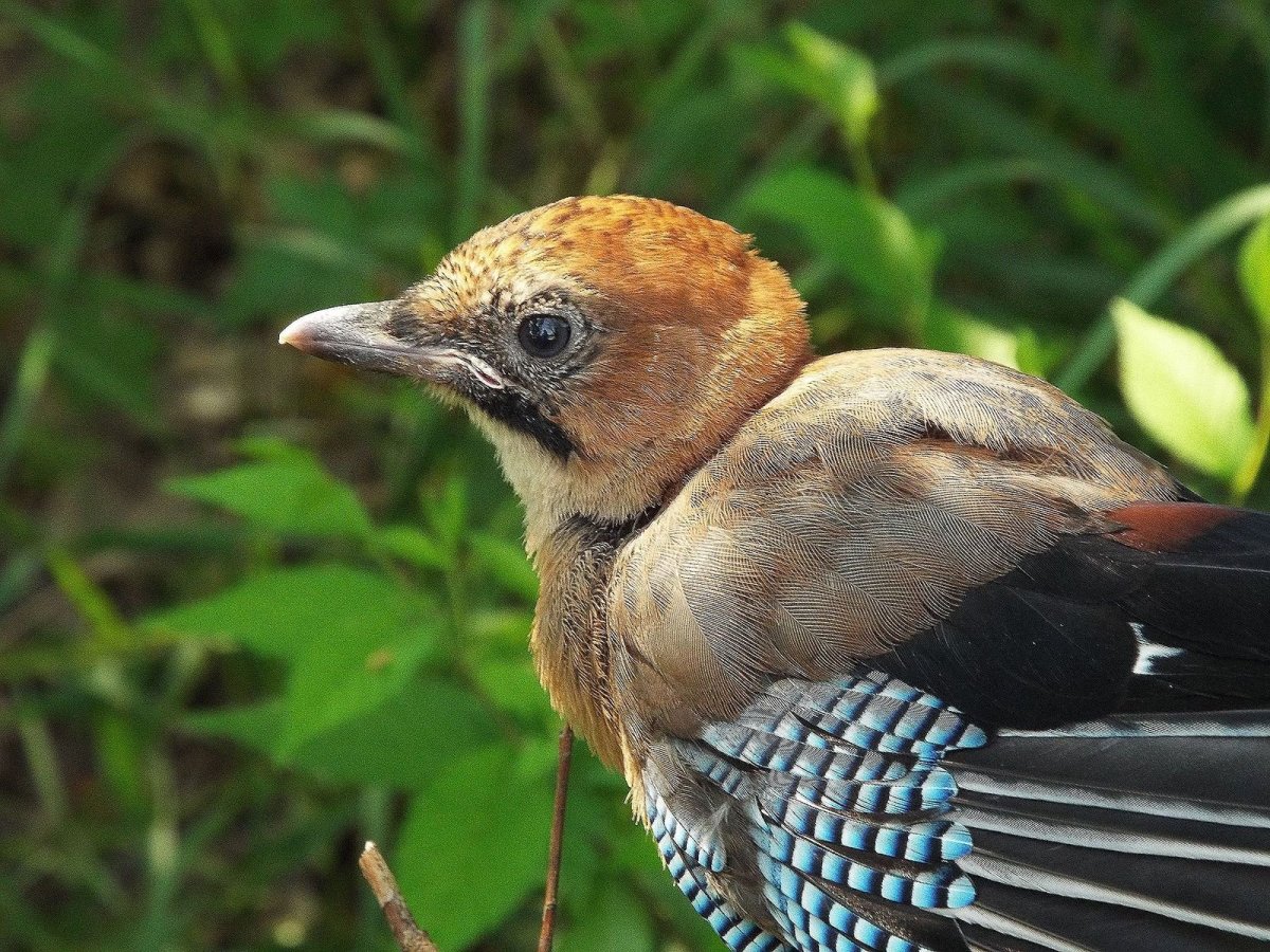 Детеныш сойки