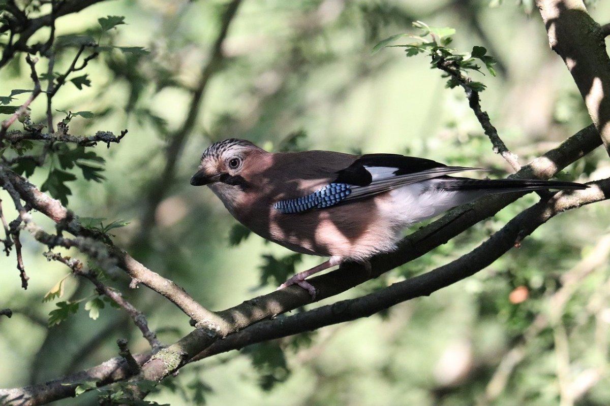 Голубая Сойка альбинос