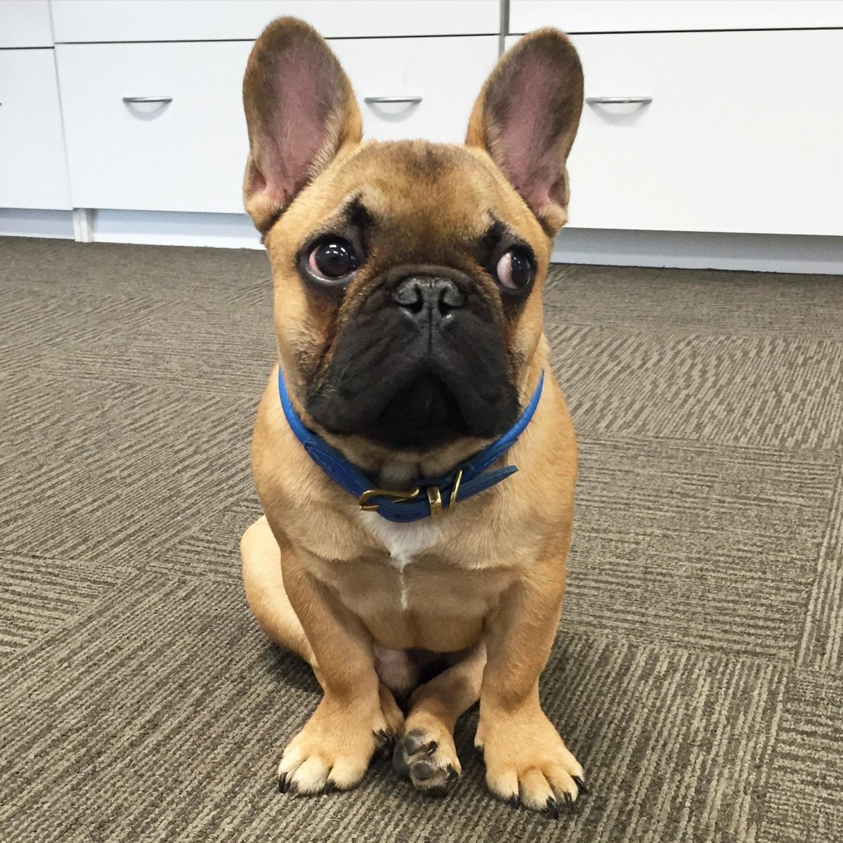 Мопс со стоячими ушами