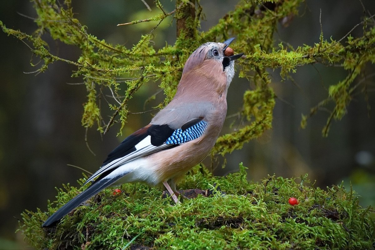 Отряд птиц Воробьинообразные
