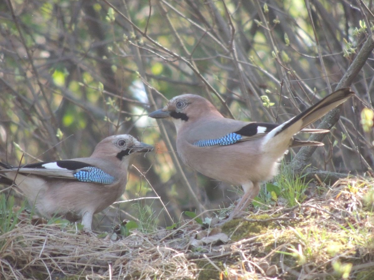 Черноголовый Монарх