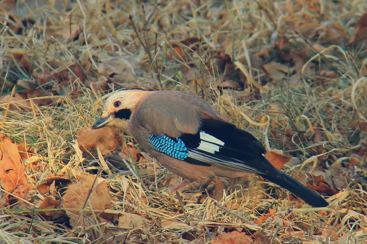 Птенец сойки